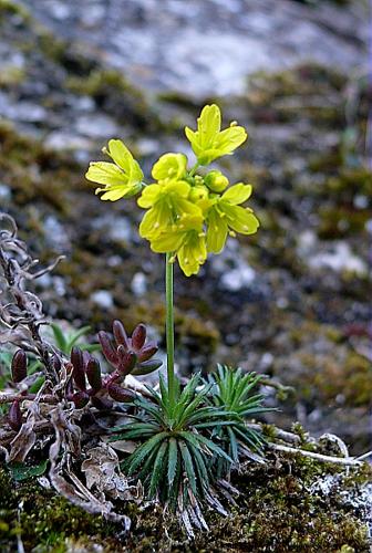 Draba aizoides L. © LEGLAND Thomas