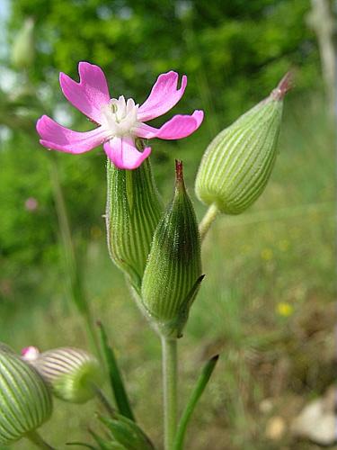 Silene conica L. subsp. conica © VILLARET Jean-Charles