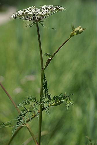 Thysselinum palustre (L.) Hoffm., 1814 © PACHES Gilles