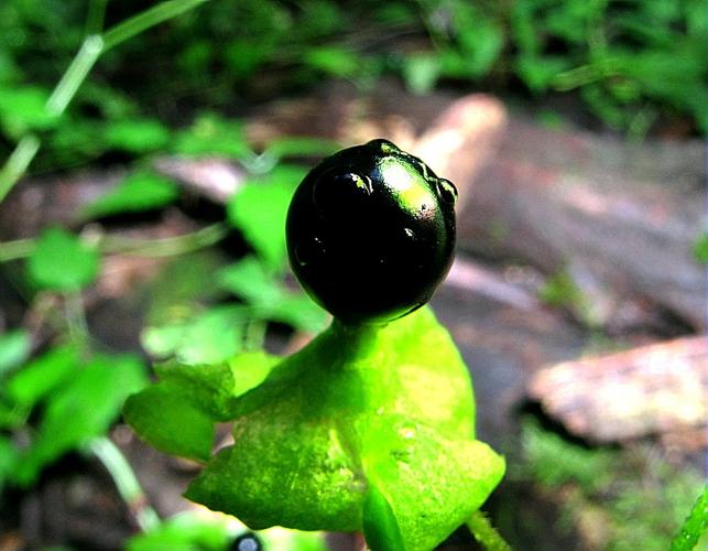 Cucubalus baccifer L., 1753 © VILLARET Jean-Charles