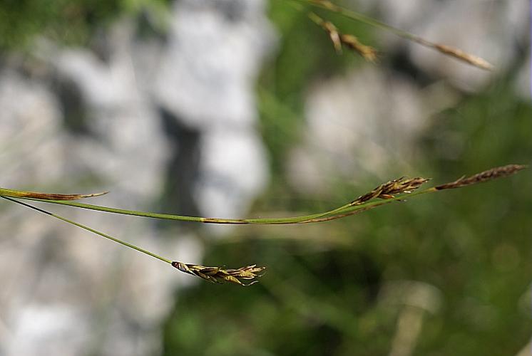 Carex sempervirens Vill. © PACHES Gilles