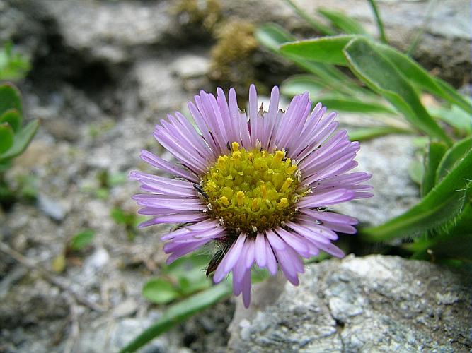 Erigeron alpinus L., 1753 © VILLARET Jean-Charles