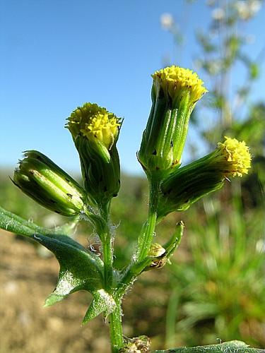 Senecio vulgaris L. subsp. vulgaris © VILLARET Jean-Charles