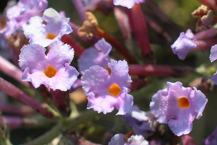 Buddleja davidii Franchet © VILLARET Jean-Charles