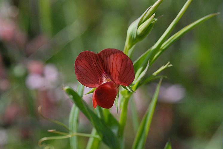 Lathyrus cicera L., 1753 © DALMAS Jean-Pierre