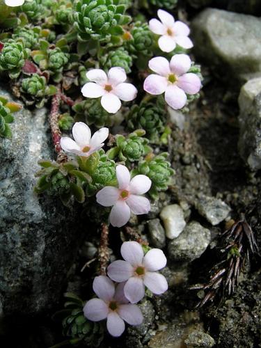 Androsace alpina (L.) Lam. © VILLARET Jean-Charles