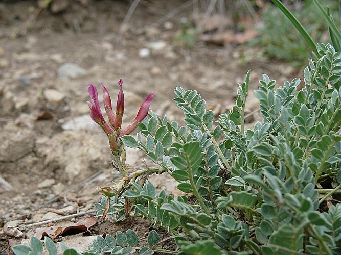 Astragalus incanus L., 1759 © MIKOLAJCZAK Alexis