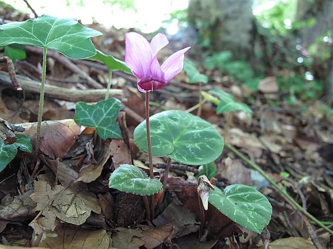 Cyclamen purpurascens Miller © BILLARD Gilbert