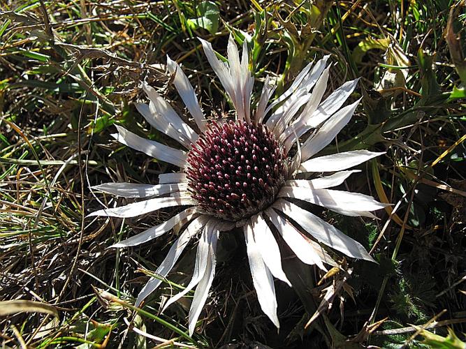 Carlina acaulis subsp. caulescens (Lam.) Schubler & G.Martens, 1834 © BILLARD Gilbert