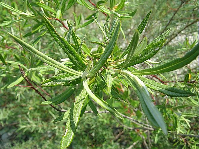 Salix elaeagnos Scop. subsp. angustifolia (Cariot) Rech. fil. © VILLARET Jean-Charles