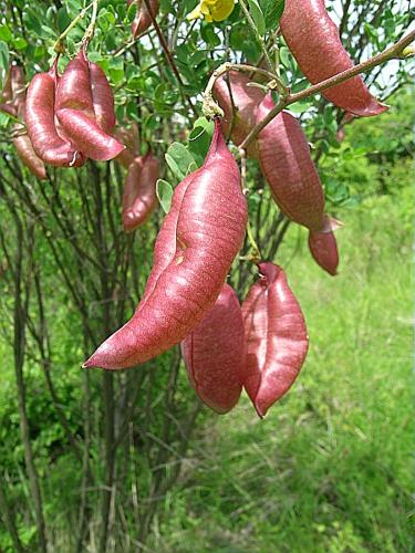Colutea arborescens L., 1753 © VILLARET Jean-Charles