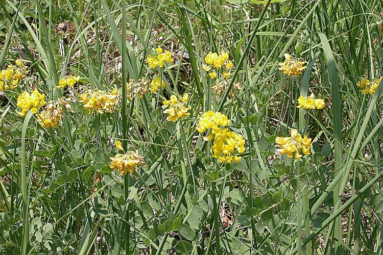 Coronilla coronata L., 1759 © VILLARET Jean-Charles