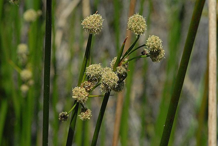 Scirpoides holoschoenus (L.) Sojak subsp. holoschoenus © DALMAS Jean-Pierre