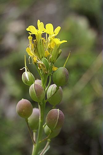 Alyssoides utriculata (L.) Medik. © PACHES Gilles