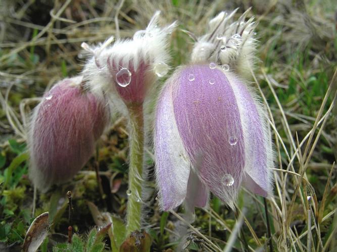 Pulsatilla vernalis (L.) Mill., 1768 © VILLARET Jean-Charles