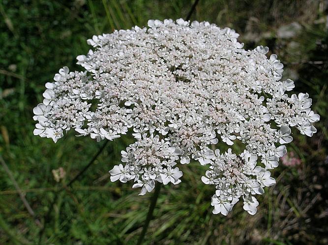 Daucus carota L. © VILLARET Jean-Charles