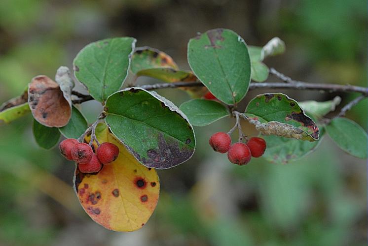 Cotoneaster tomentosus Lindl., 1822 © DALMAS Jean-Pierre