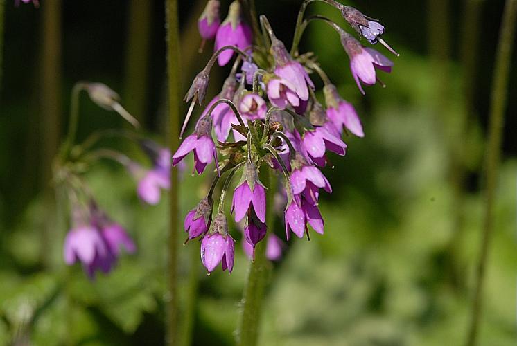 Cortusa matthioli L., 1753 © DALMAS Jean-Pierre