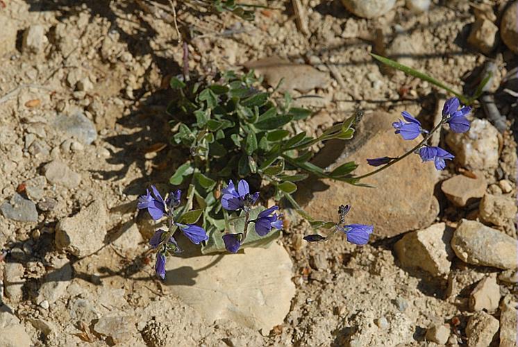 Polygala vulgaris L., 1753 © DALMAS Jean-Pierre