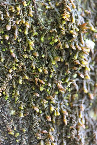 Frullania dilatata (L.) Dumort. © LEGLAND Thomas