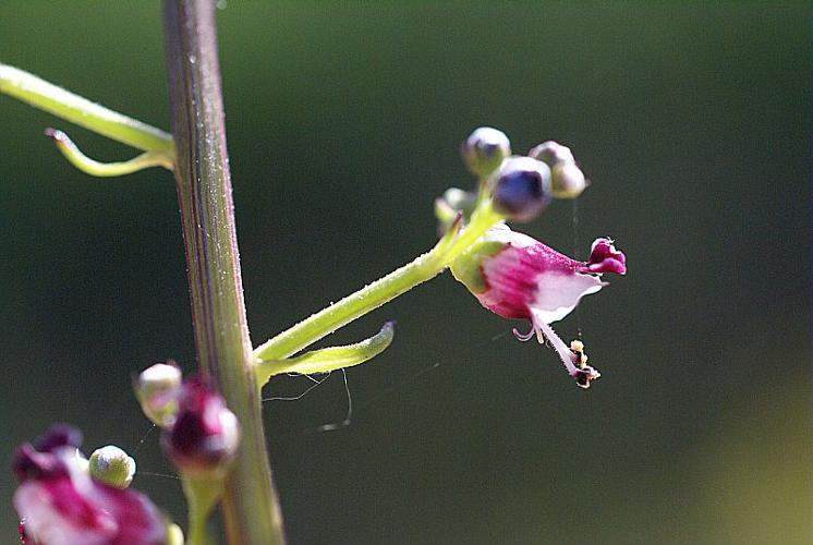 Scrophularia canina L. subsp. canina © PACHES Gilles