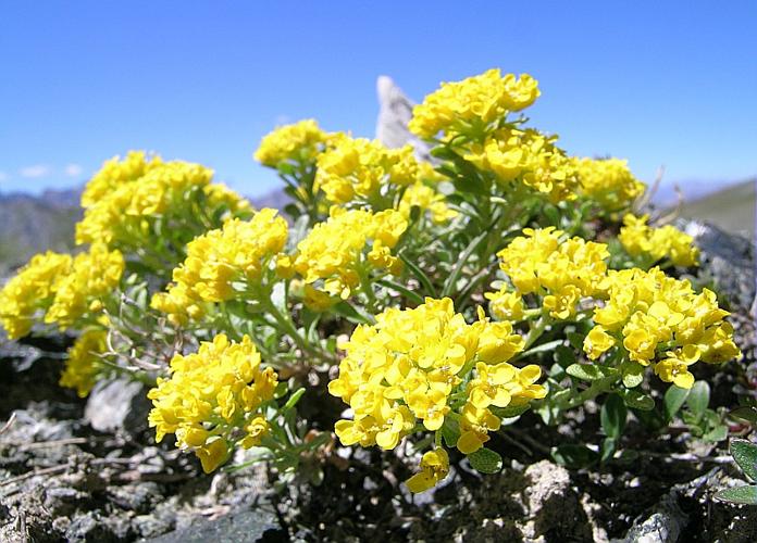 Alyssum alpestre L., 1767 © VILLARET Jean-Charles