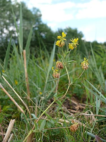 Trifolium patens Schreber © LEGLAND Thomas