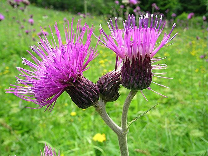 Cirsium rivulare (Jacq.) All. © VILLARET Jean-Charles