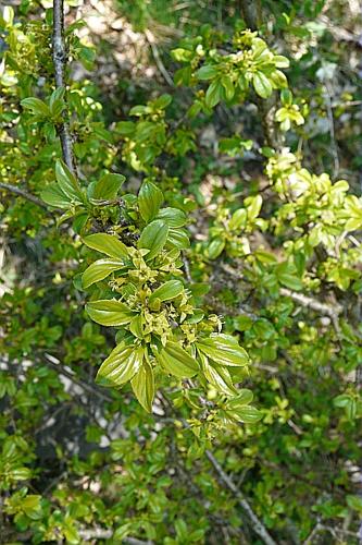 Rhamnus saxatilis Jacq. subsp. saxatilis © GARRAUD Luc