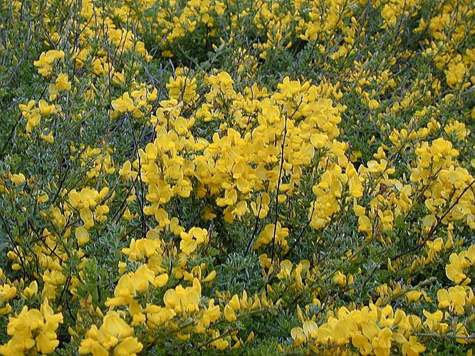 Cytisus sauzeanus Burnat & Briq. © FORT Noémie