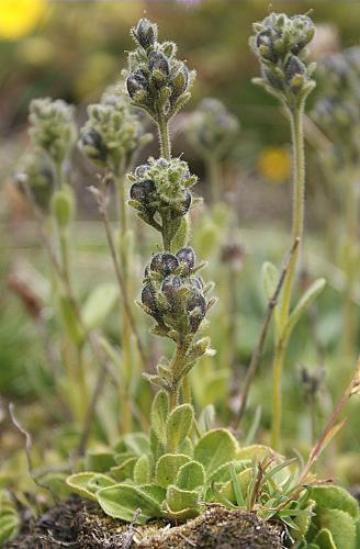 Veronica bellidioides L., 1753 © BONNET Véronique