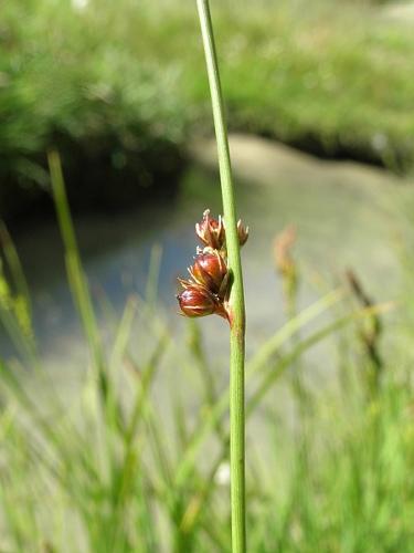 Juncus filiformis L. © VILLARET Jean-Charles