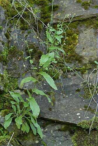 Arabis turrita L. © DALMAS Jean-Pierre