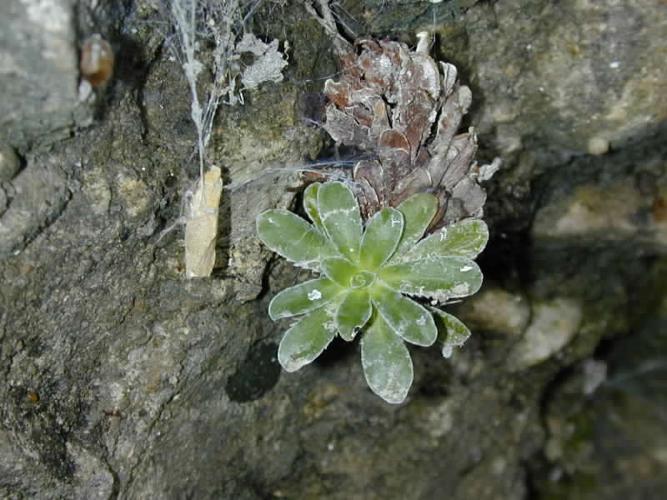 Saxifraga mutata L. © VANDEN-EEDE Aurélie