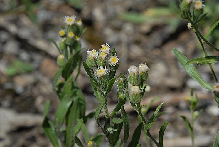 Erigeron acris L., 1753 © DALMAS Jean-Pierre