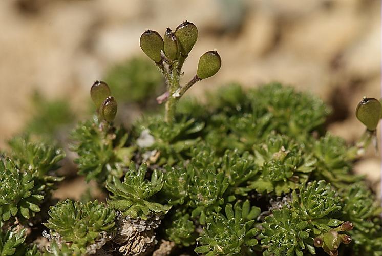 Petrocallis pyrenaica (L.) R.Br., 1812 © BONNET Véronique