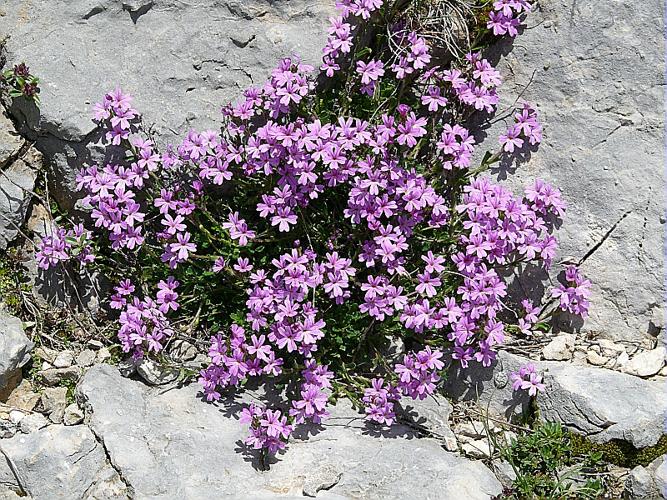 Erinus alpinus L., 1753 © BONNET Véronique