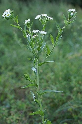 Erigeron annuus (L.) Desf., 1804 © PACHES Gilles