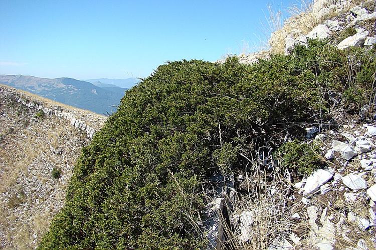 Juniperus sabina L. © VILLARET Jean-Charles