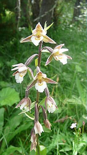 Epipactis palustris (L.) Crantz © GARRAUD Luc