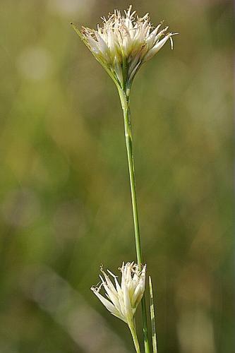 Rhynchospora alba (L.) Vahl © PACHES Gilles