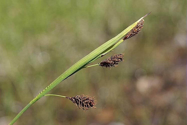 Carex flacca Schreber subsp. claviformis (Hoppe) Schinz & Thell. [1909] © PACHES Gilles