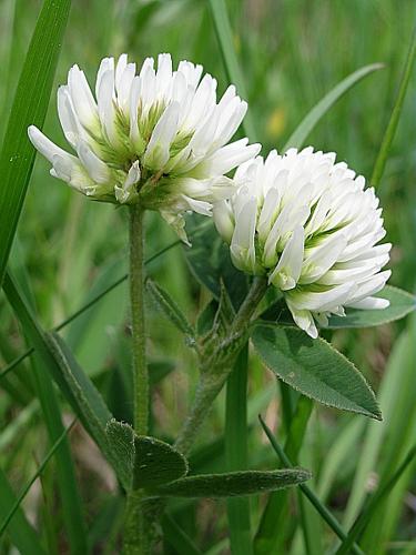 Trifolium montanum L. © VILLARET Jean-Charles