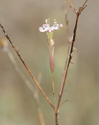 Silene portensis L. subsp. portensis © BONNET Véronique