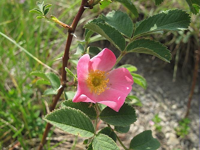 Rosa villosa L., 1753 © BILLARD Gilbert