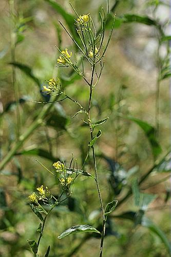 Sisymbrium strictissimum L., 1753 © PACHES Gilles