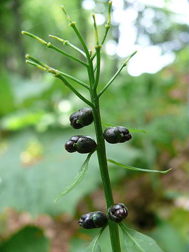 Cardamine bulbifera (L.) Crantz, 1769 © VILLARET Jean-Charles