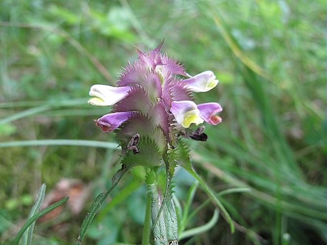 Melampyrum cristatum L., 1753 © BILLARD Gilbert