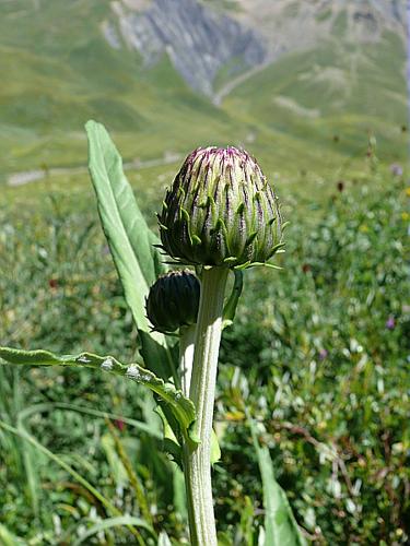 Cirsium heterophyllum (L.) Hill, 1768 © VILLARET Jean-Charles