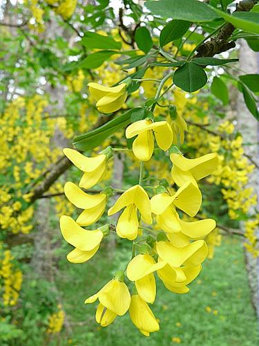 Laburnum anagyroides Medik., 1787 © GARRAUD Luc